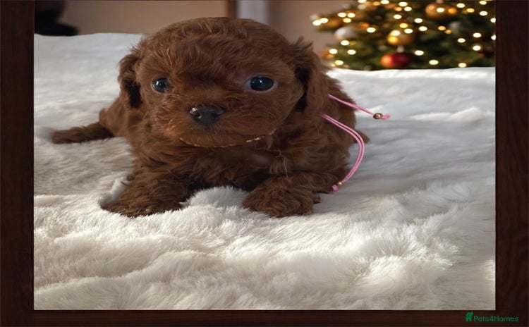 Maltipoo dogs - Advert 1