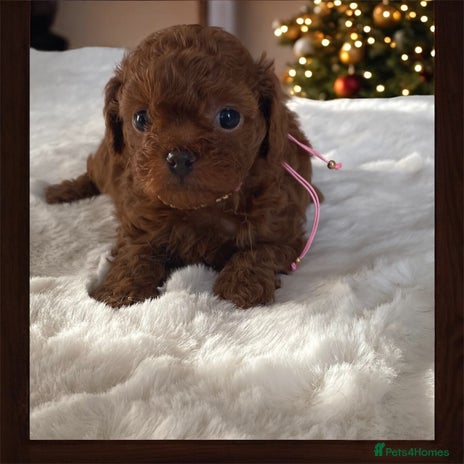 Maltipoo dogs - Advert 1