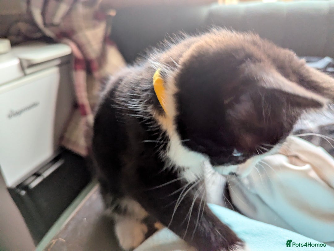 Domestic Shorthair cats for sale: Our last Girl, Playfull & loving, Well handled* - Image 2