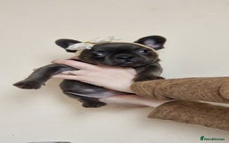 French Bulldog dogs for sale: #Reduced# True miniature French Bulldog - Image 13