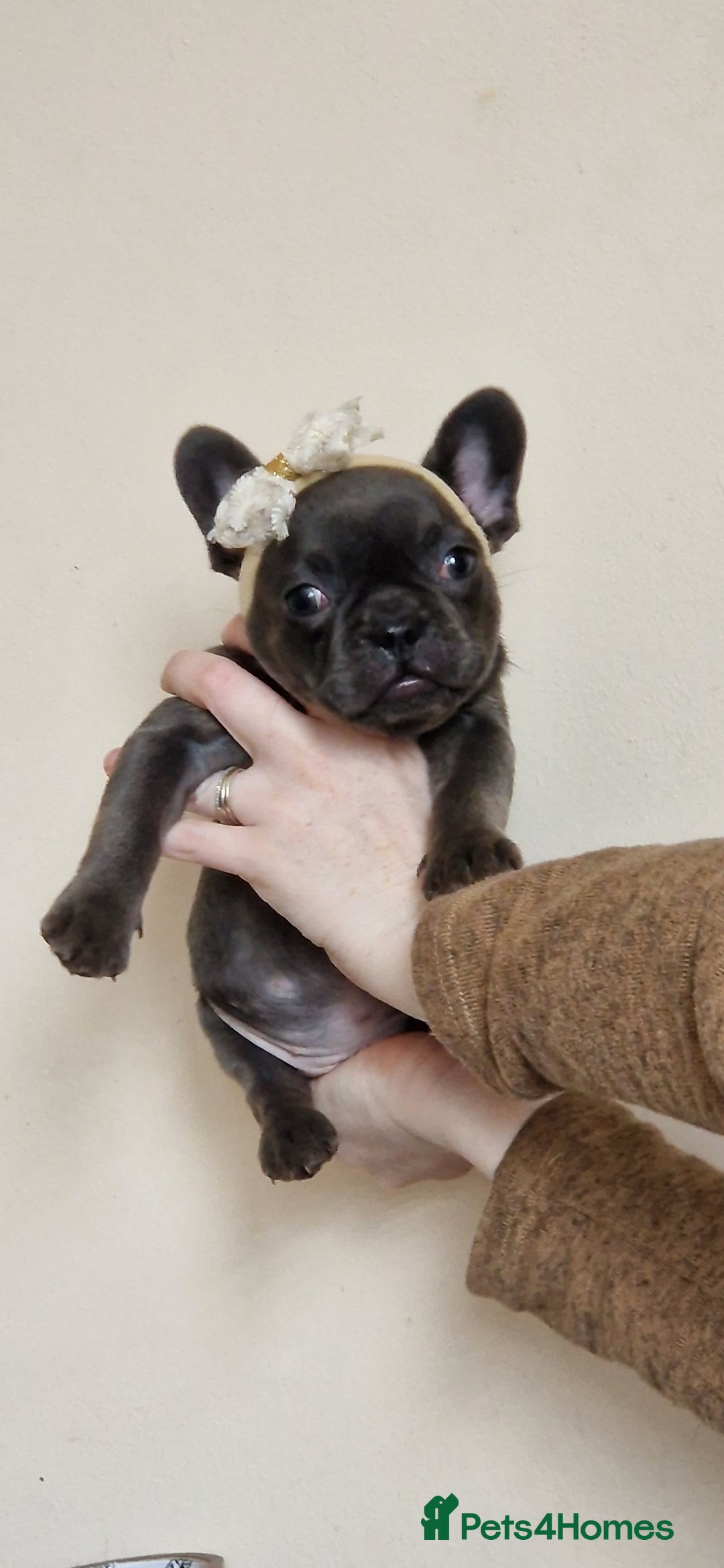French Bulldog dogs for sale: #Reduced# True miniature French Bulldog - Image 13