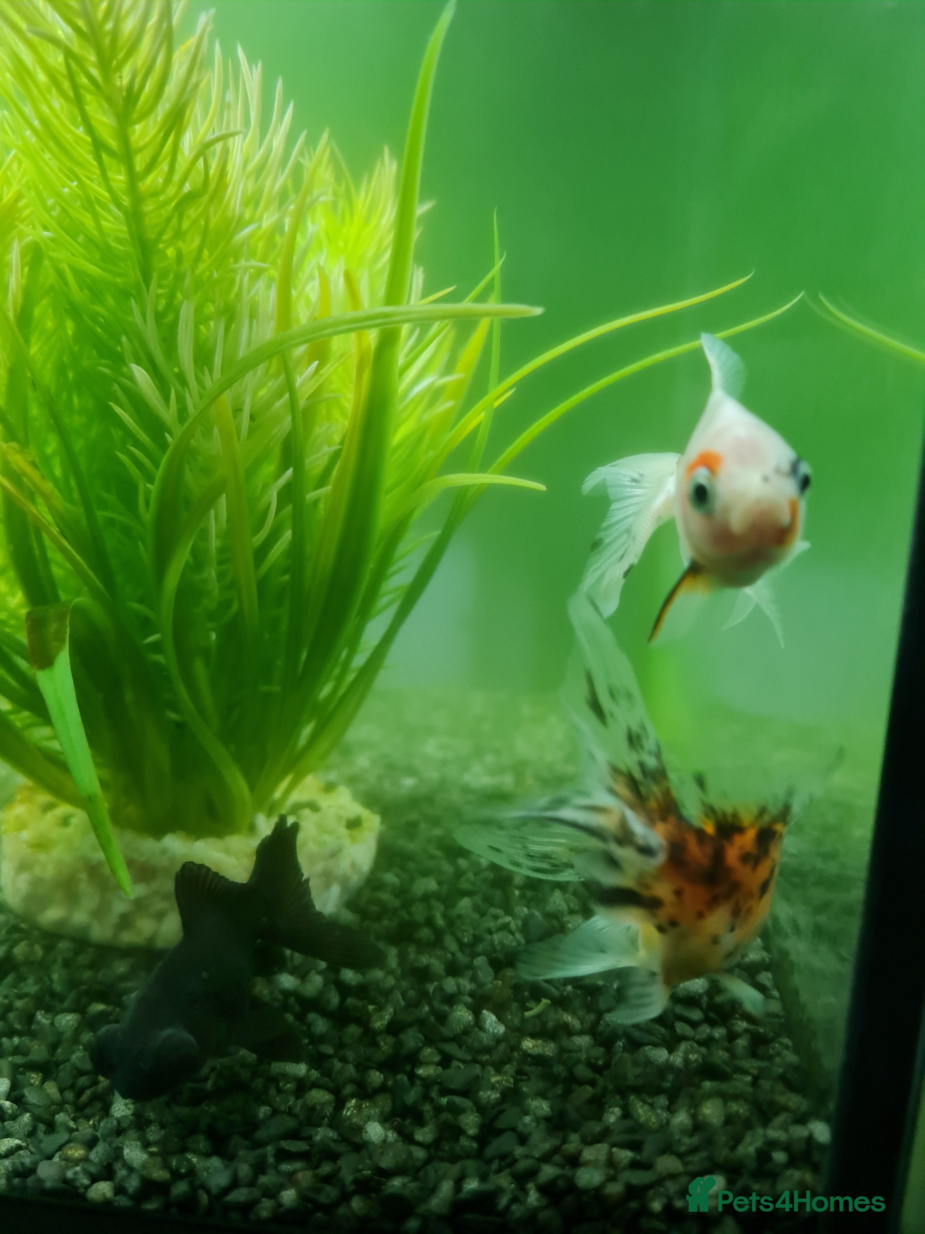 Fancy Goldfish fish 3 beautiful fancy goldfish  - Advert 2