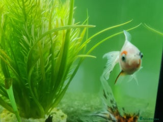 Fancy Goldfish fish 3 beautiful fancy goldfish - Advert 2