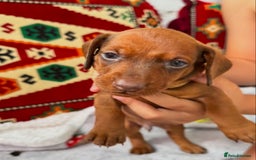 Miniature Dachshund dogs for sale: Beautiful Miniature Dachshund Puppies  - Image 7
