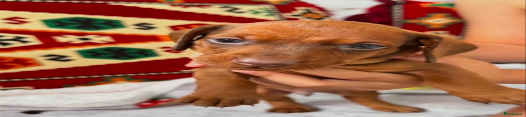 Miniature Dachshund Puppy 4