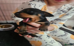 Miniature Dachshund dogs for sale: Beautiful daushounds puppys - Advert 9