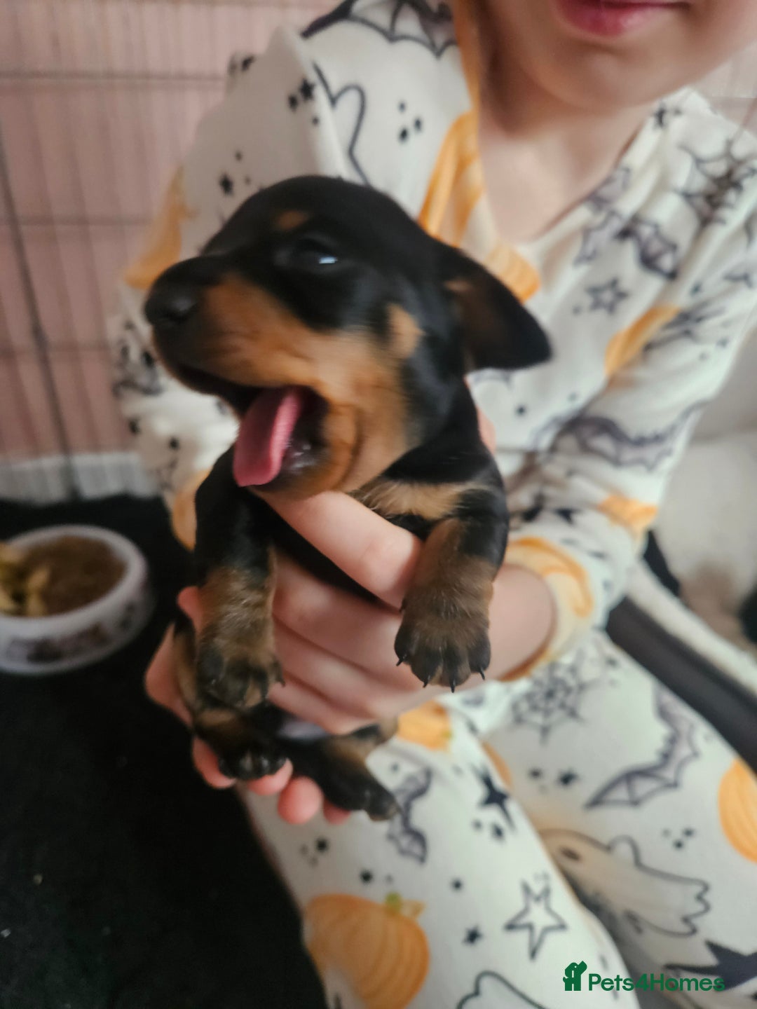 Miniature Dachshund dogs for sale: Beautiful daushounds puppys - Advert 9