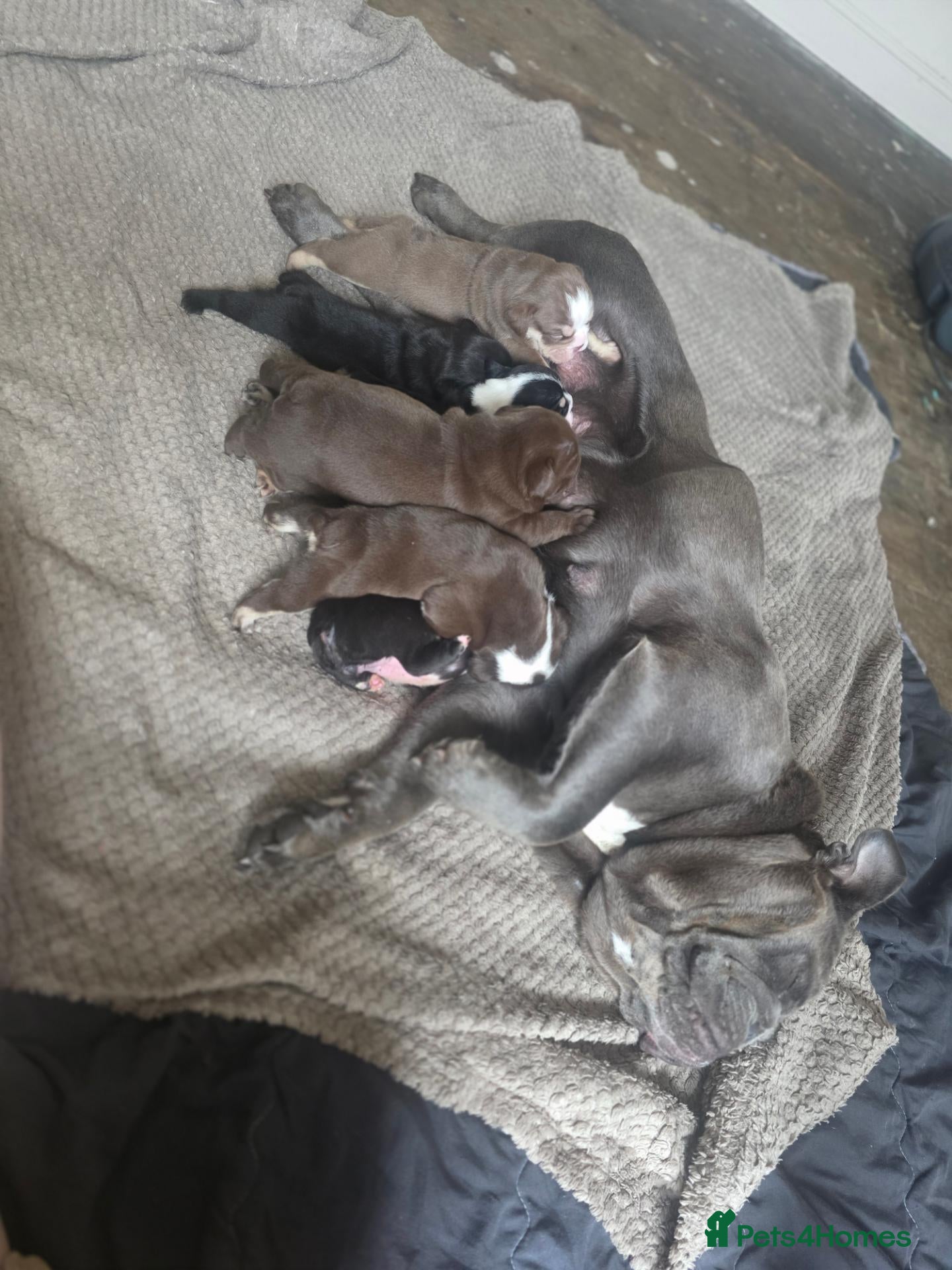 English Bulldog dogs Stunning DWKC Registered English Bulldog Puppies - Advert 1