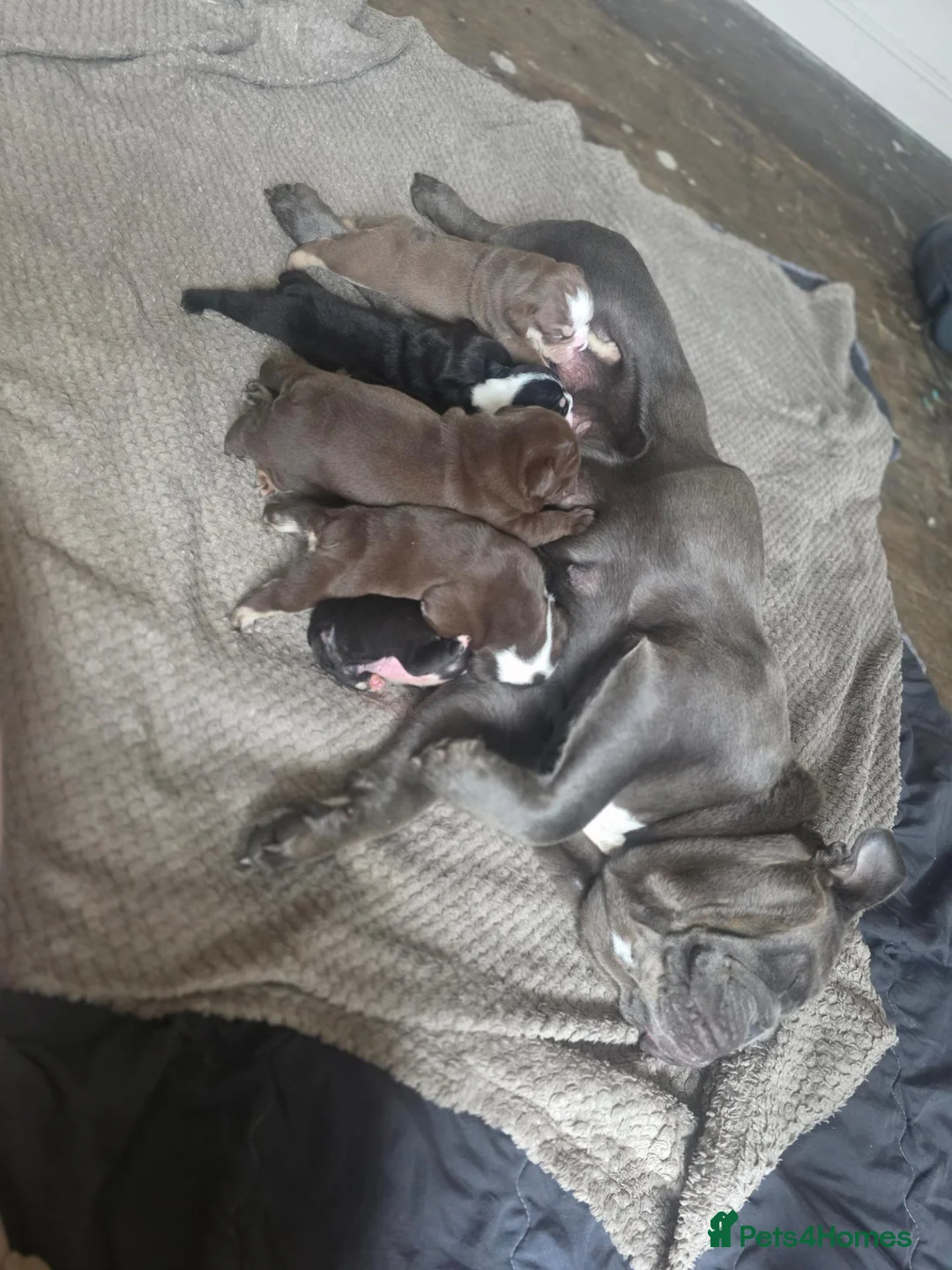 English Bulldog dogs for sale: Stunning DWKC Registered English Bulldog Puppies in Leeds - Advert 1
