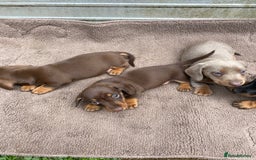 Dachshund dogs for sale: Dachshund  - Image 15
