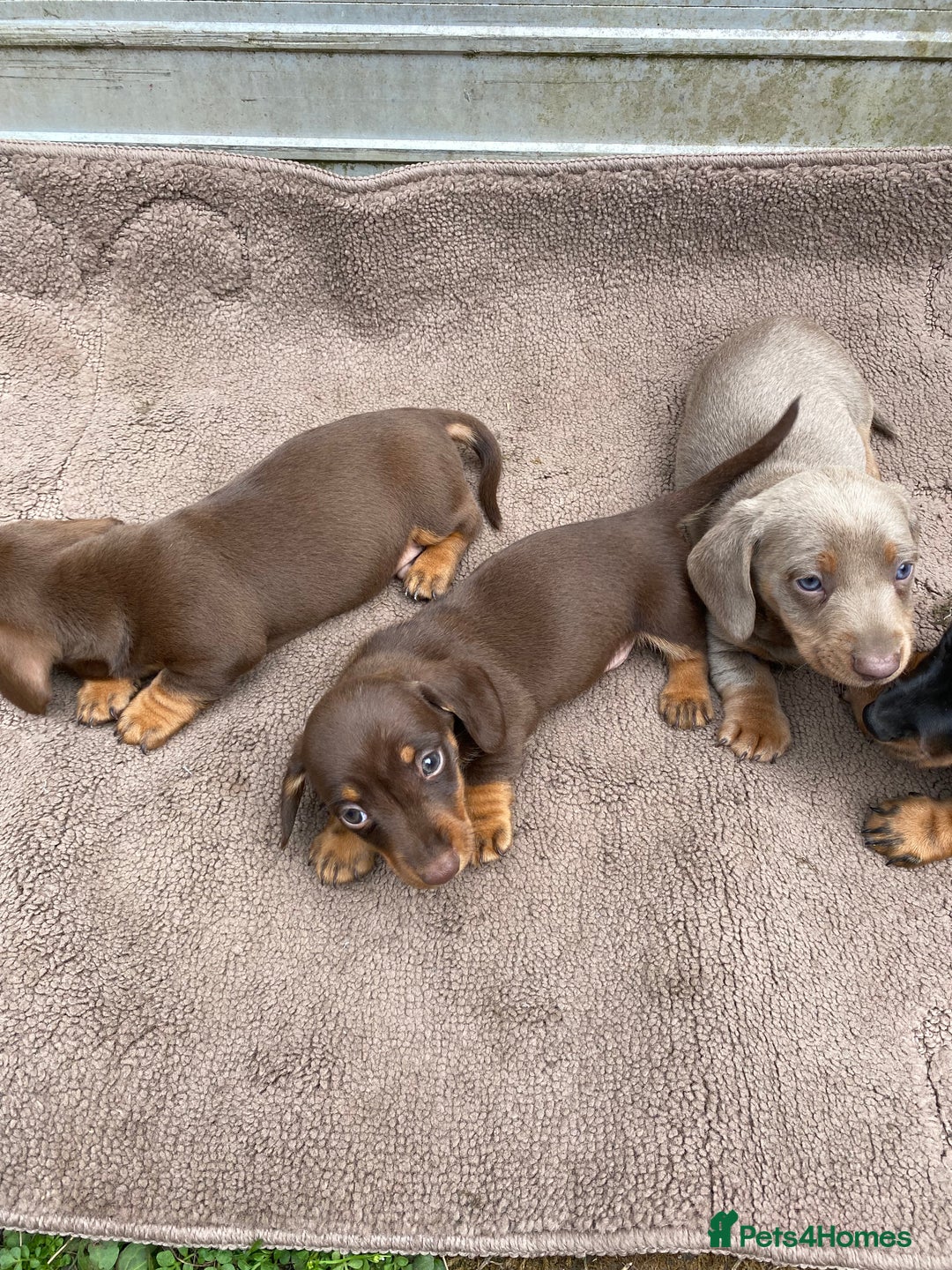 Dachshund dogs for sale: Dachshund  - Image 15