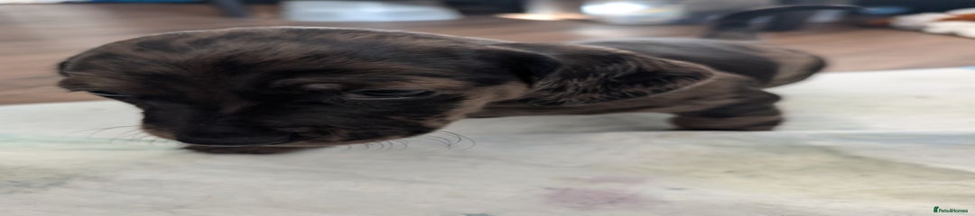 Puppy 2 - Dash