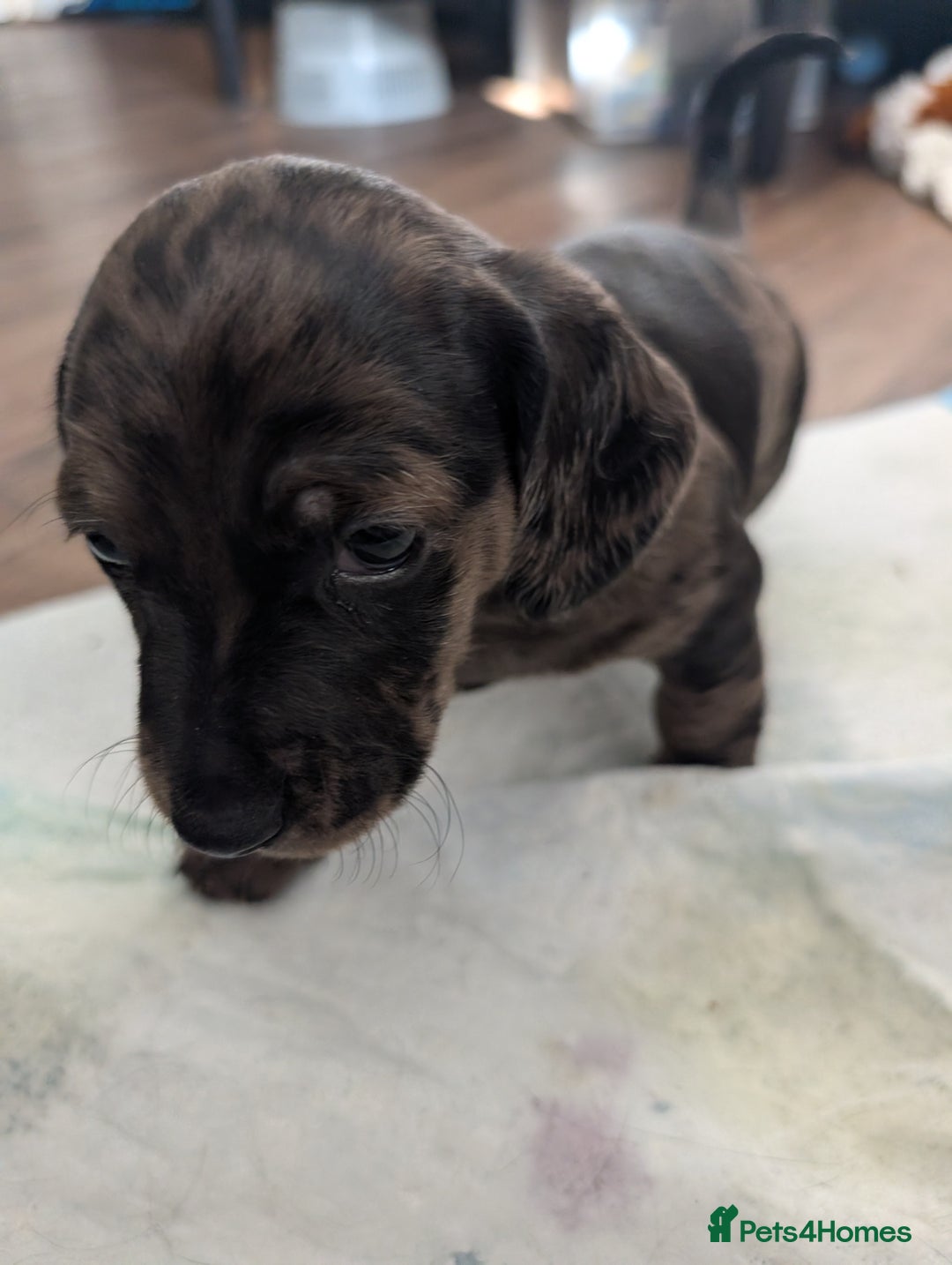 Dachshund dogs for sale: Beautiful Dachshund puppies  - Image 10