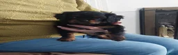 Cavalier King Charles Spaniel dogs for sale: KC Reg Cavalier King Charles Spaniel puppies - Advert 3