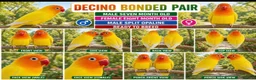 Lovebirds birds for sale: DECINO BONDED PAIR SPLIT OPALINE  - Advert 2
