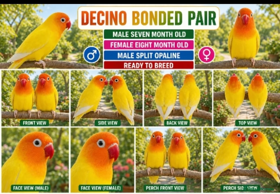 Lovebirds birds for sale: DECINO BONDED PAIR SPLIT OPALINE  - Advert 2