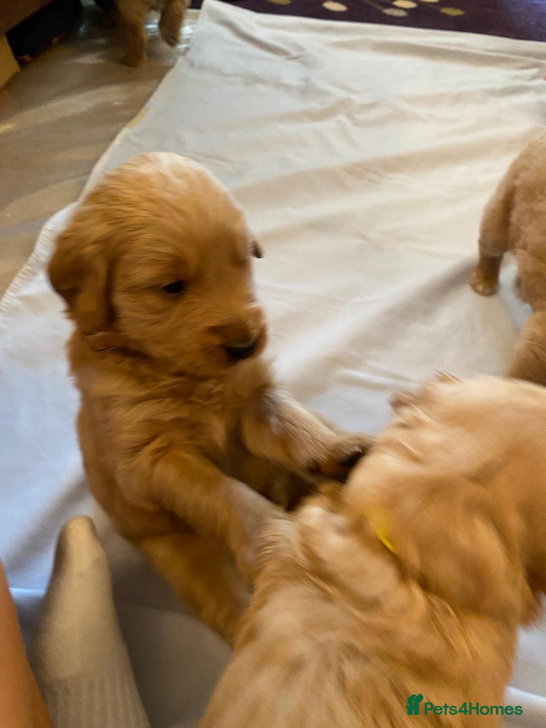 Goldendoodle dogs for sale: Golden doodle puppies ready 12th September  - Image 12