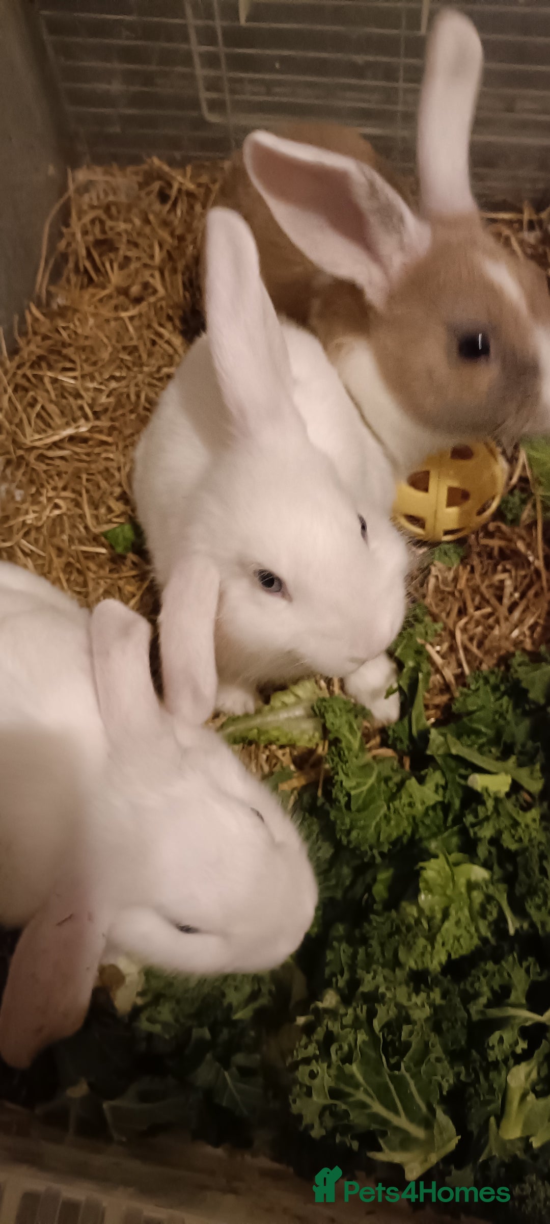Mixed Breed rabbits for sale: 6 babies and their mom looking for new homes - Advert 3