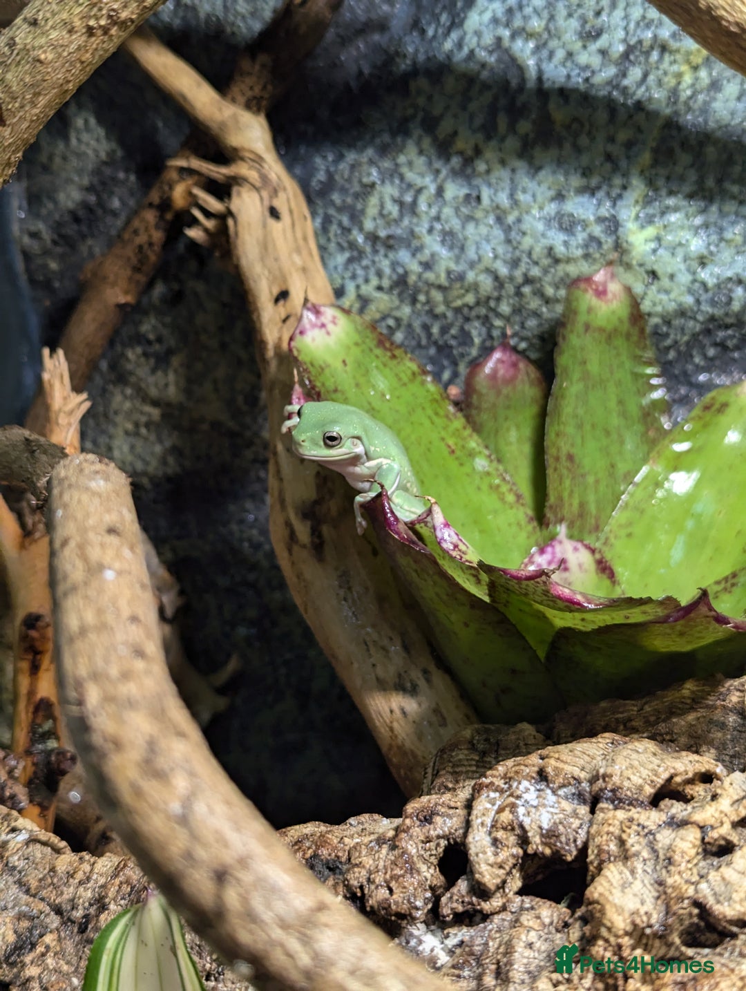 Frog reptiles for sale: Blue Eyed Honey + Snowflake White's Tree Frogs - Advert 4