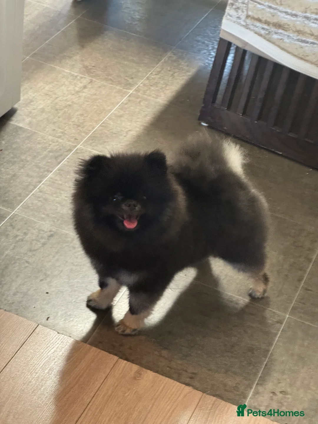 Pomeranian dogs for sale: Black and Tan kc reg female, ( very small )  - Advert 7