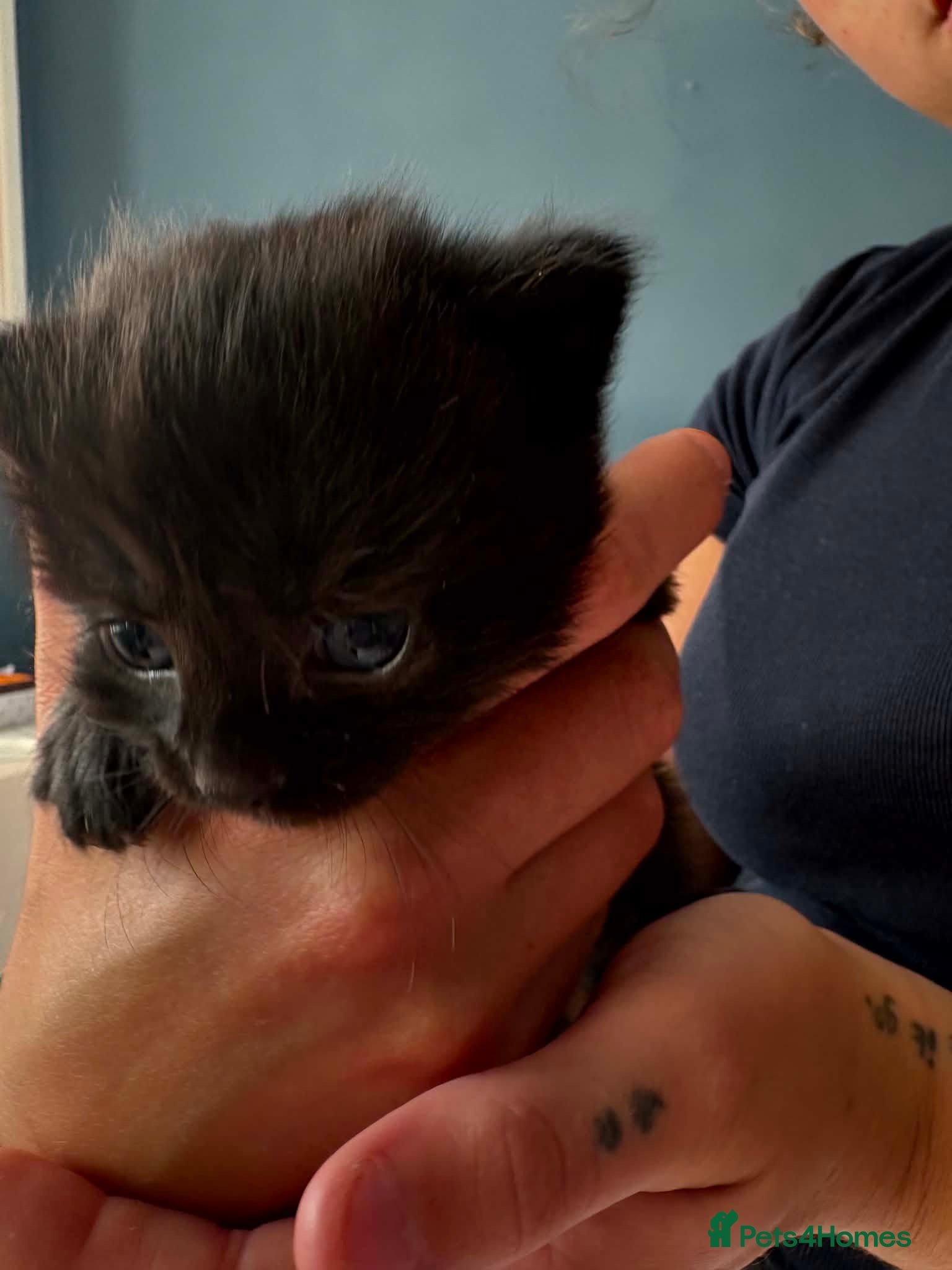 Mixed Breed cats Lovely litter of fluffy, playful kittens - Advert 1
