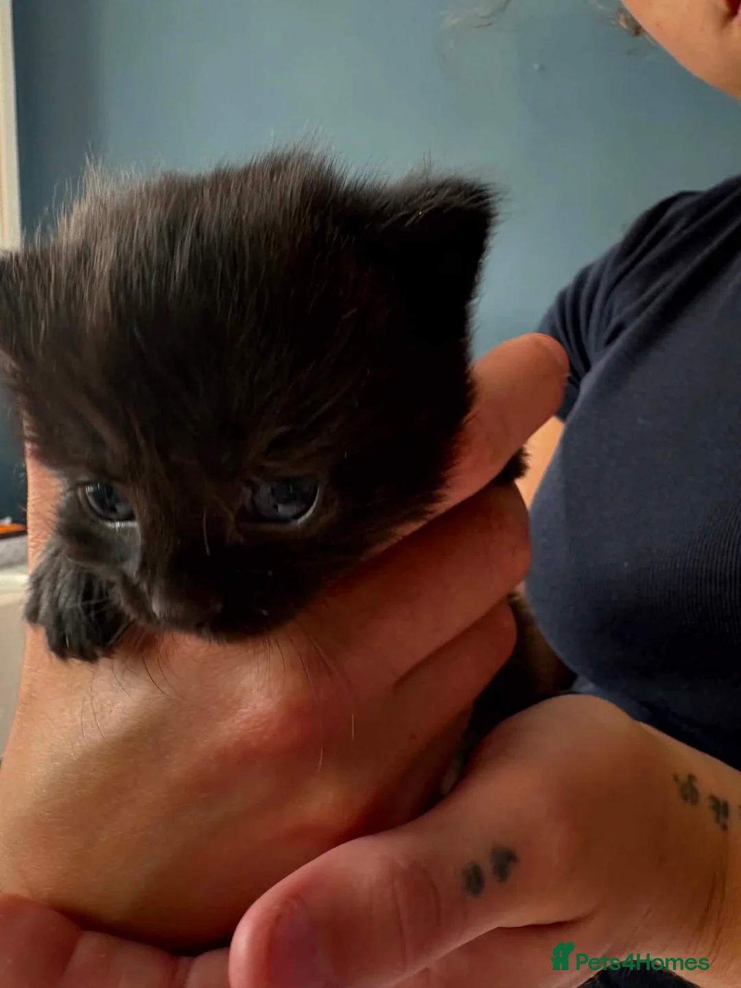 Mixed Breed cats for sale: Lovely litter of fluffy, playful kittens - Advert 1
