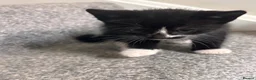 Mixed Breed cats for sale: Gorgeous kittens for sale  - Advert 10