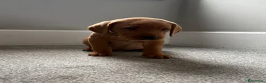 Labrador Retriever 7