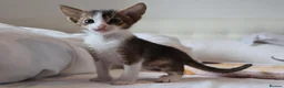 Abyssinian cats for sale: Abyssinian X (Abyssinian X) - Advert 11