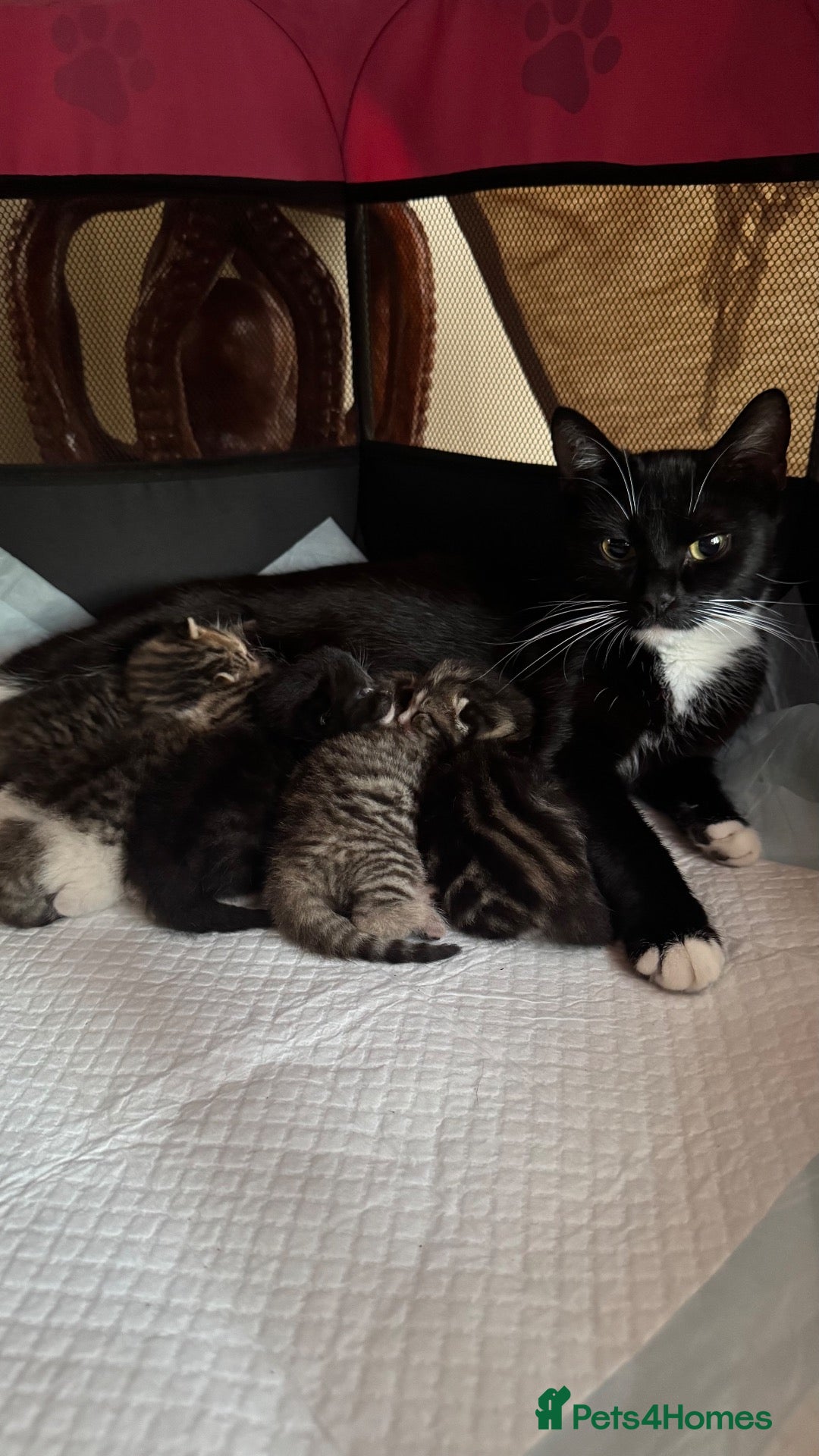 Domestic Shorthair cats Five Kittens looking for homes! Cute dispositions! - Advert 1