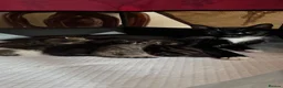 Domestic Shorthair cats for sale: Five Kittens looking for homes! Cute dispositions! - Advert 1