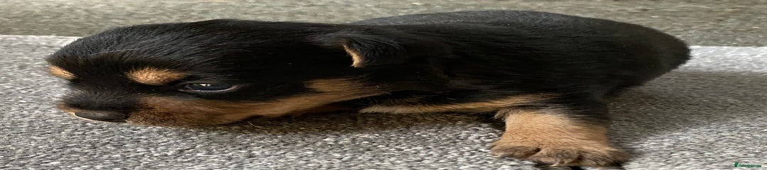 Jack Russell Puppy 1