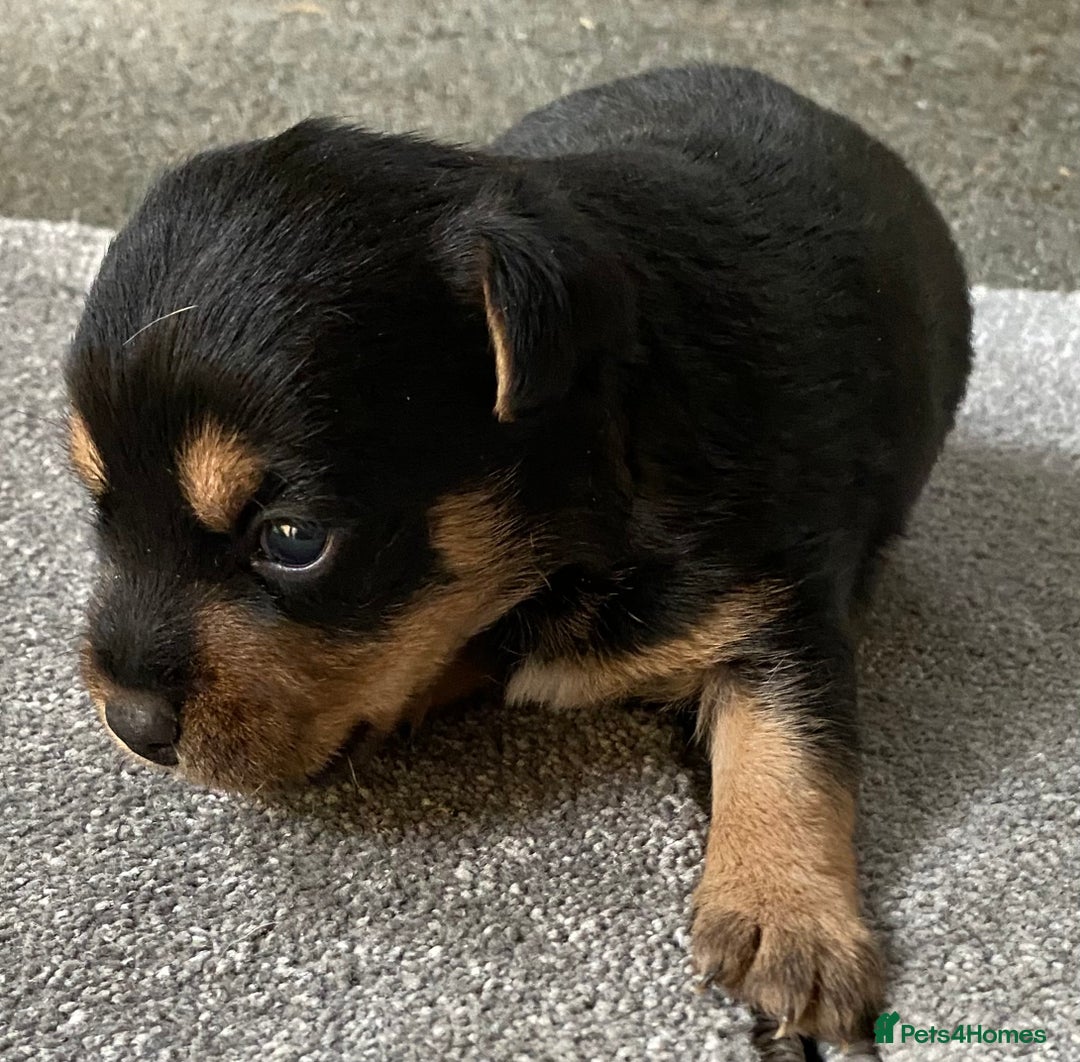 Jack Russell dogs for sale: 6 Jack Russell Puppies  - Advert 2