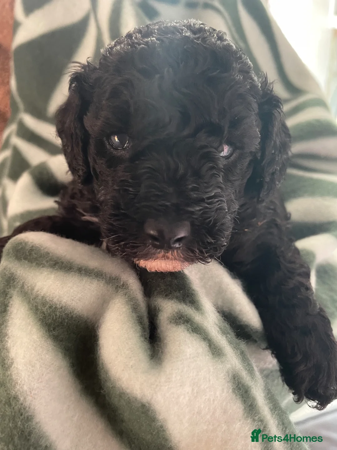 Mixed Breed dogs for sale: Miniature crossed toy puppies for sale - Advert 1