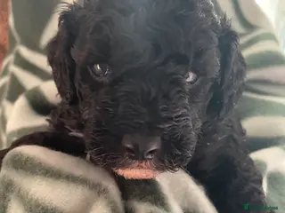 Mixed Breed dogs Miniature crossed toy puppies for sale - Advert 1