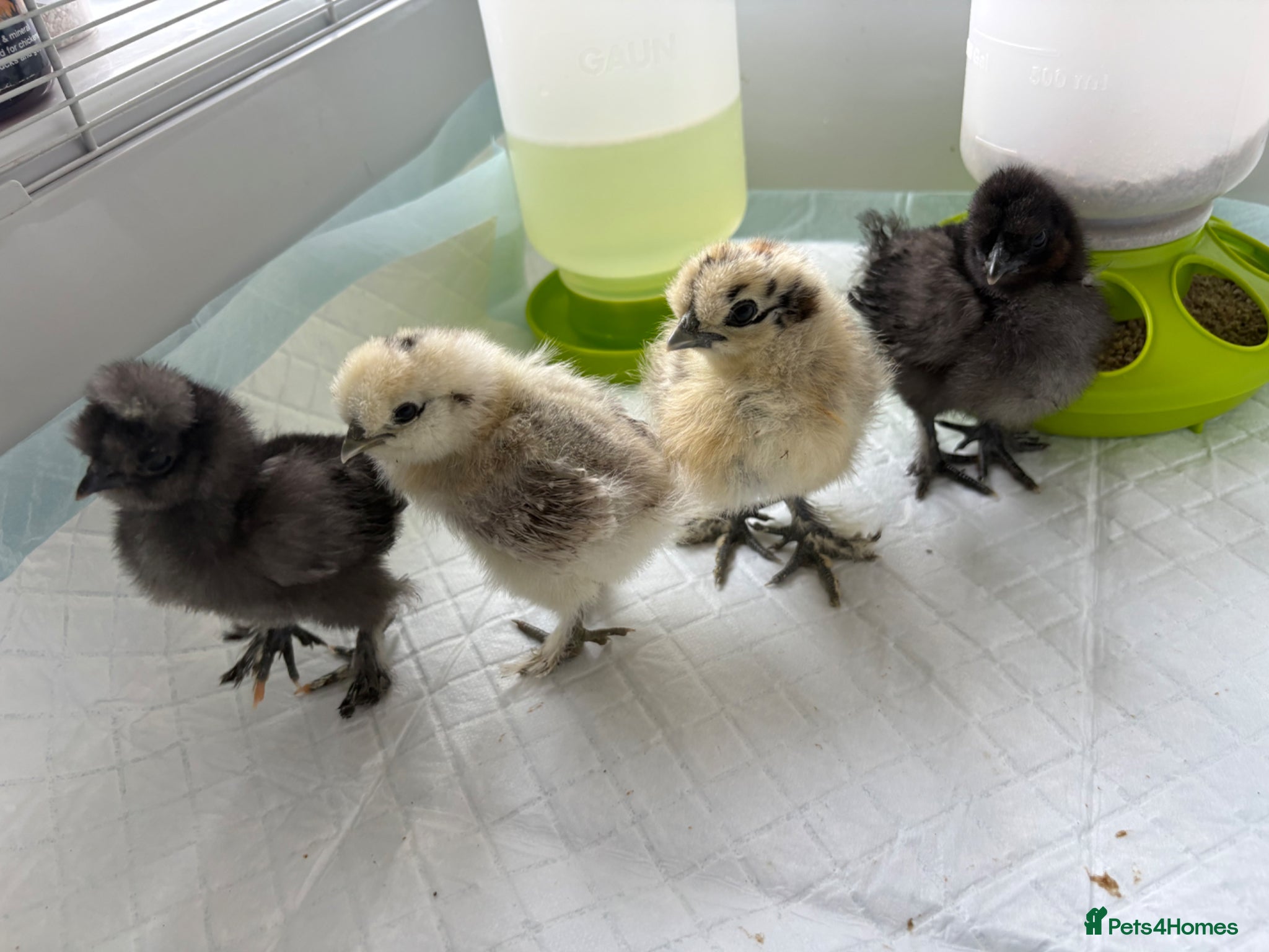 Chickens poultry 4 beautiful silkies chicks available  - Advert 1
