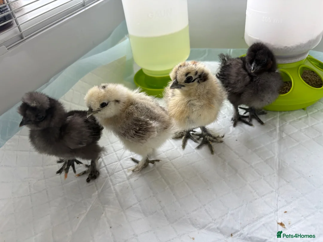 Chickens poultry for sale: 4 beautiful silkies chicks available  - Advert 1