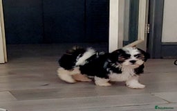 Mixed Breed dogs for sale: 3 beautiful male morkie puppies for sale - Image 6