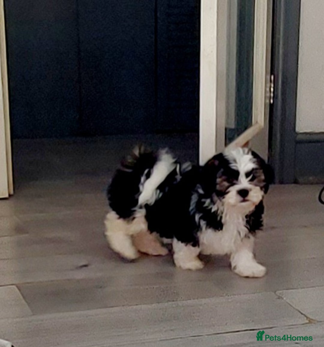Mixed Breed dogs for sale: 3 beautiful male morkie puppies for sale - Image 6