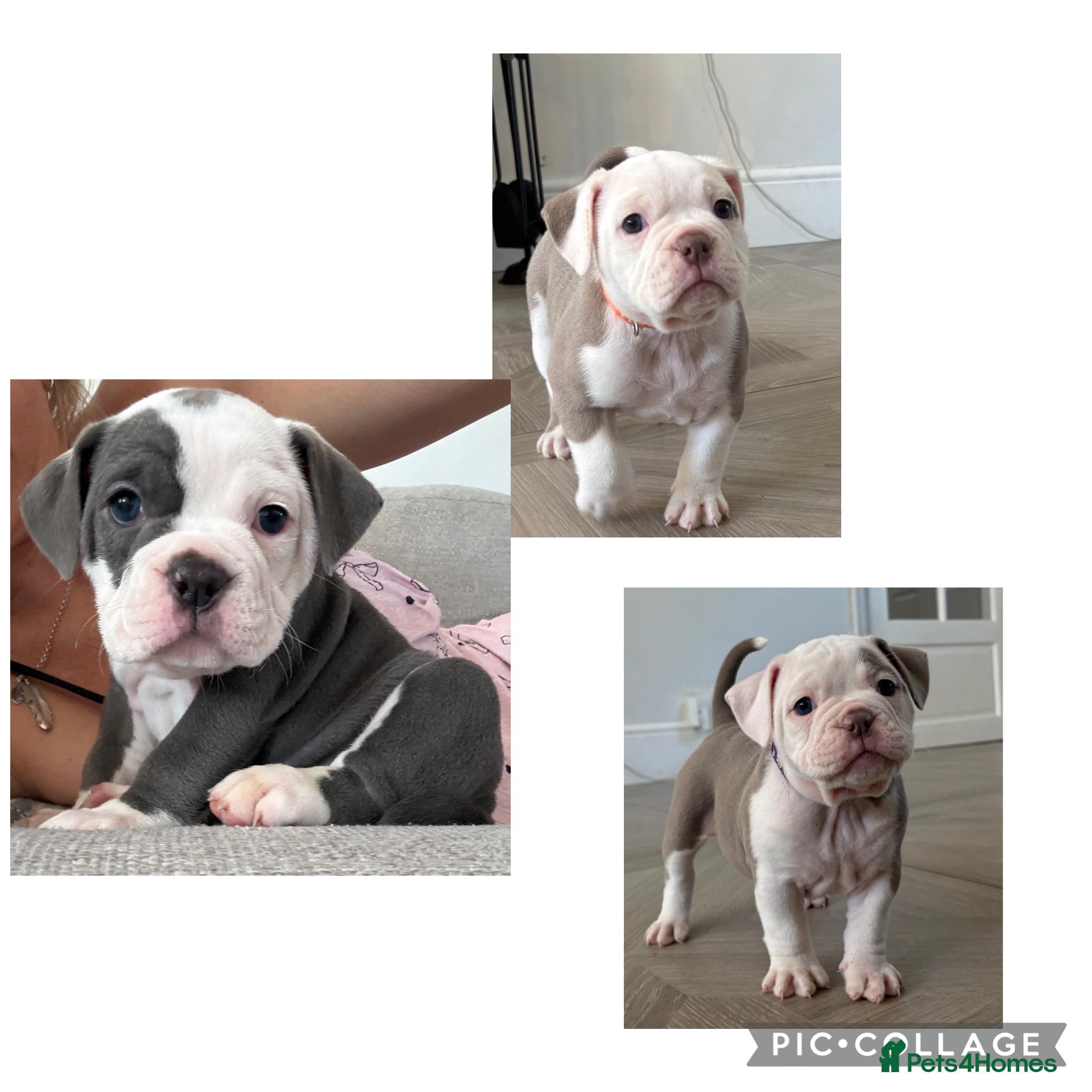 Old Tyme Bulldog dogs EXQUISITE Old tyme English bulldog puppies  - Advert 18