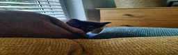 Mixed Breed cats for sale: 3 Adorable Black Kittens looking for Home - Advert 5