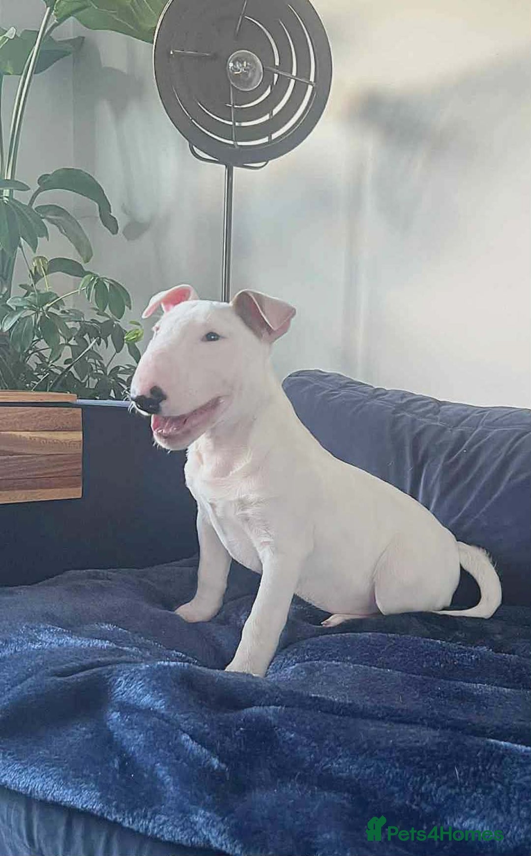 English Bull Terrier dogs for sale: Outstanding standard Bull terrier boys available  - Advert 3