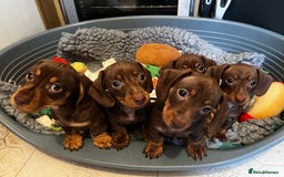 Miniature Dachshund dogs for stud: Proven mini dachshund for stud - Image 6
