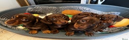Miniature Dachshund dogs for stud: Proven mini dachshund for stud - Advert 6