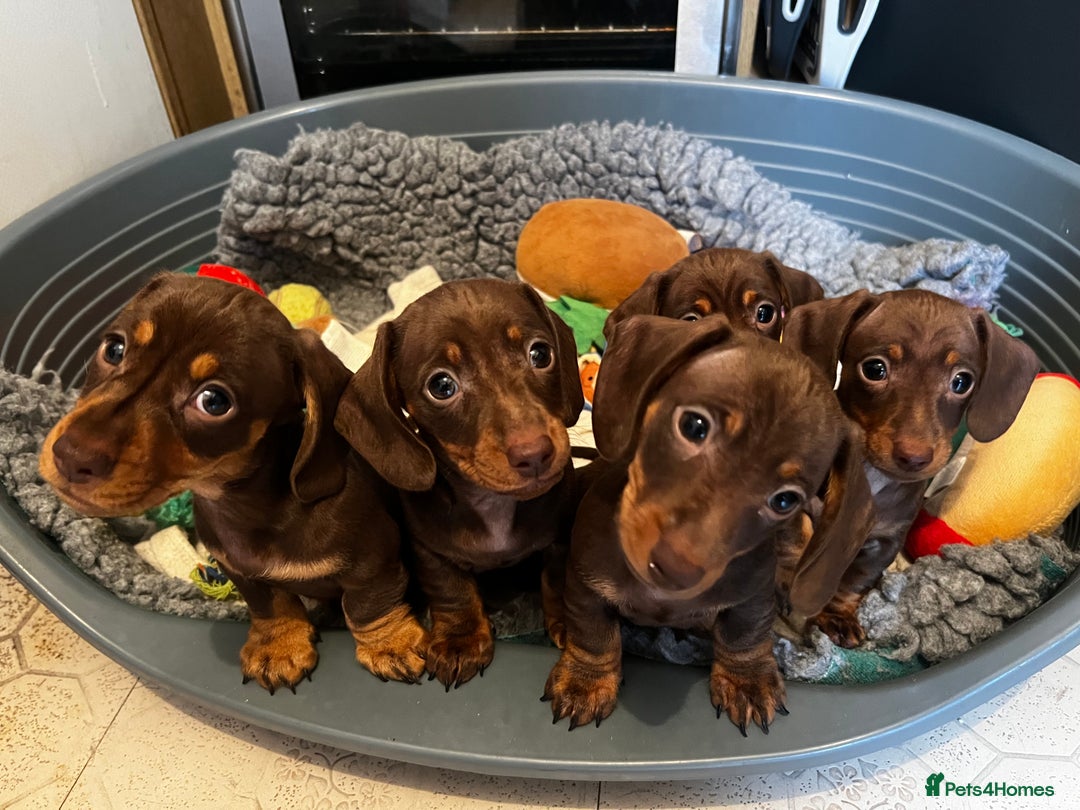 Miniature Dachshund dogs for stud: Proven mini dachshund for stud - Image 6