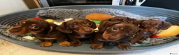 Miniature Dachshund dogs for stud: Proven mini dachshund for stud - Advert 6