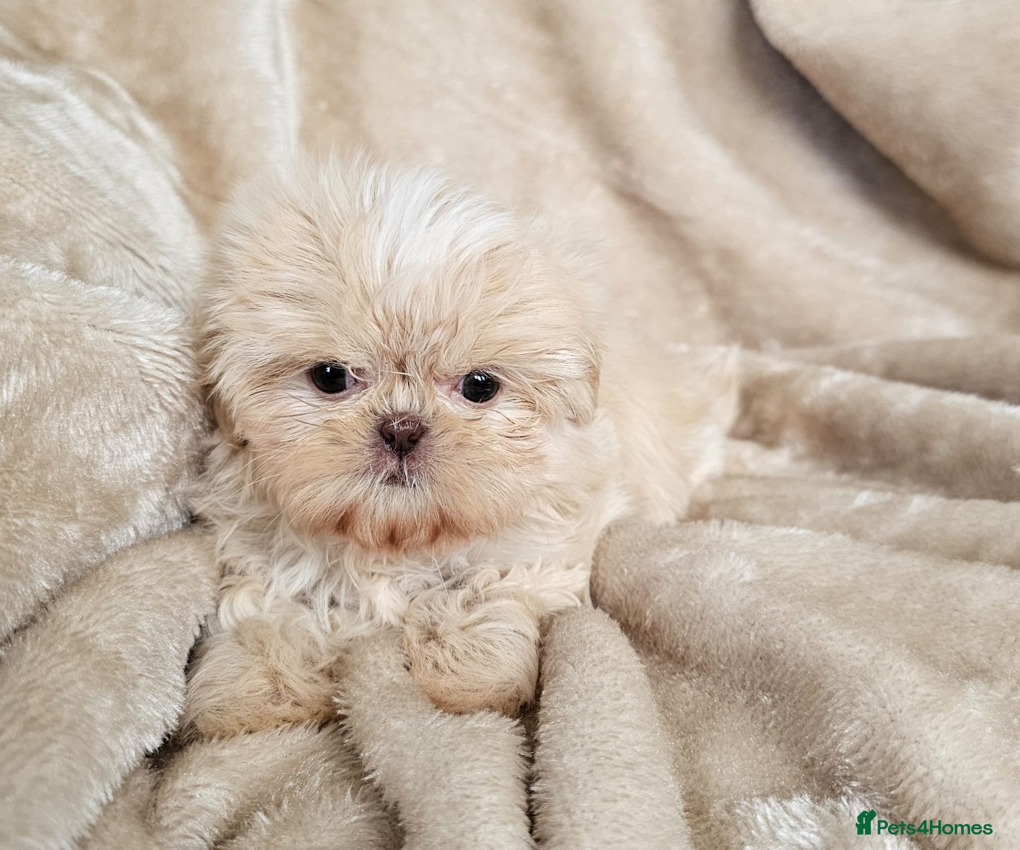 Shih Tzu dogs Ready now  - Advert 13