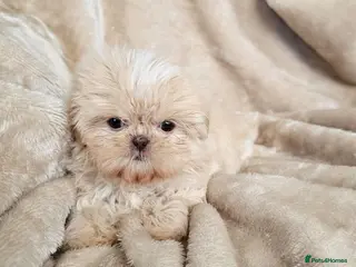 Shih Tzu dogs Ready now - Advert 13