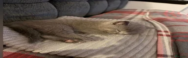British Shorthair 1