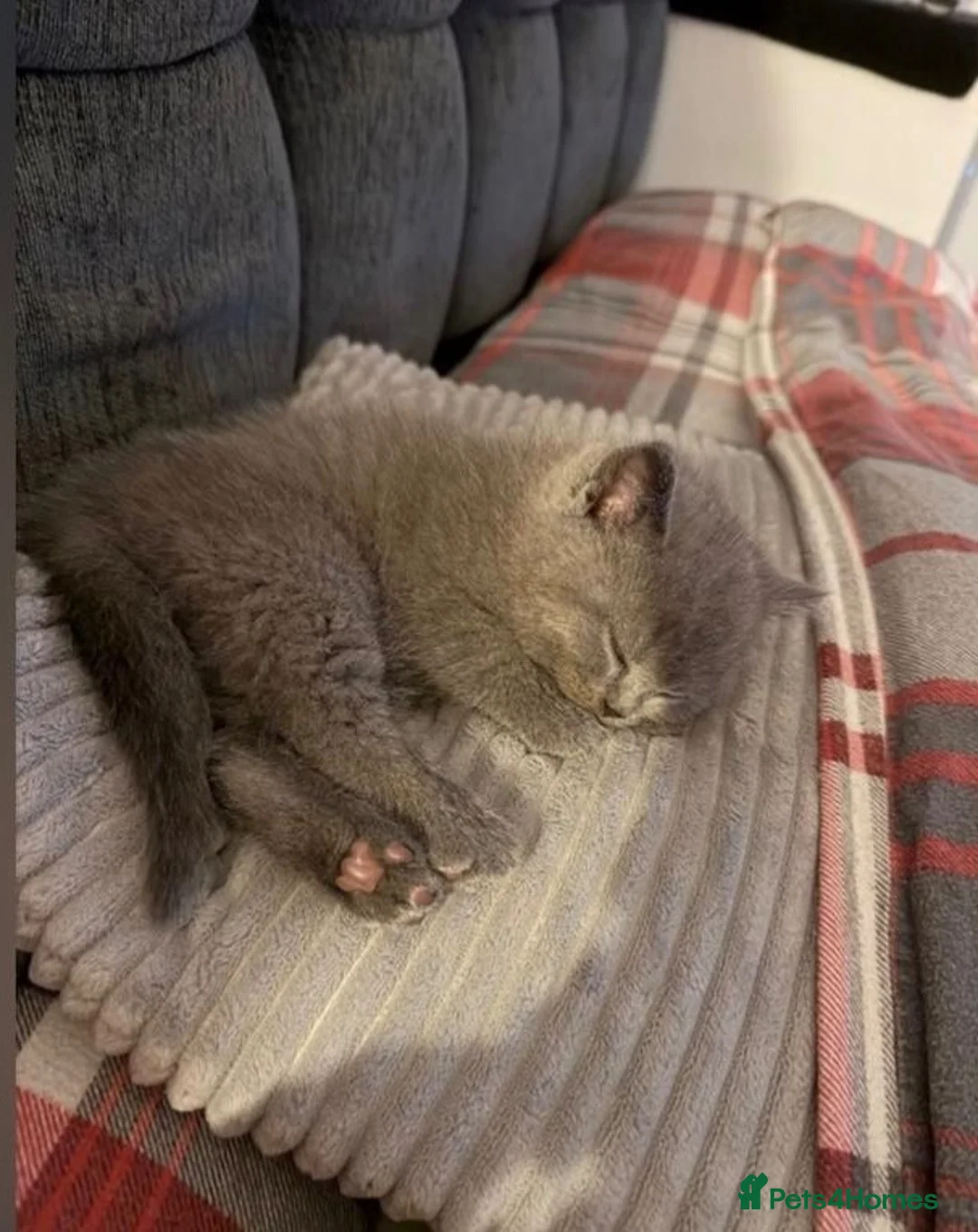 British Shorthair cats for sale:     Gray British Shorthair Kitten, 10 Weeks Old in Potters Bar - Advert 2